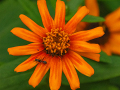 3-4-2617586-The-pollinator