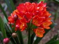 1-1-Star-2546934-A-Burst-of-Orange