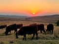 1-2546753-Midlands-Sunset