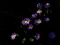 1-4-2536264-Fynbos-Daisys