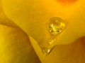 2-1-2554212-Rose-Crystal