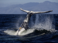 2-4-2550188-Tale-of-a-whale