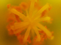 2-1-2521421-Heaven-in-a-Wild-Flower-1