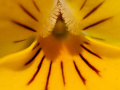 2-1-2521422-Heaven-in-a-Wild-Flower-1