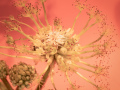 2-3-2519941-Spring-is-sprung