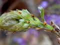 2-4-2517670-Sprout