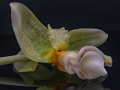 2-4-2518366-Strange-little-house-of-Horrors-orchid