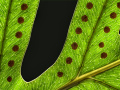 2-4-2519382-Fern-Leaf-with-spores