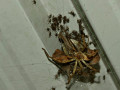 2-4-2520559-Mother-and-Babies