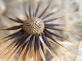 2-5-2521229-dry-dandelion