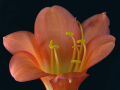 2-7-2521349-Clivia-close-up