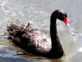 3-1-2521552-Black-Swan