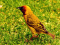 3-4-2520562-Masked-Weaver