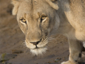 3-5-2507061-Lioness-Stare