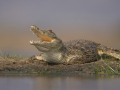 3-5-2507062-Croc-Tanning
