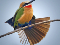 3-7-2519325-White-fronted-Bee-eater