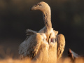 5-3-2519944-Vulture-portrait-in-the-golden-light