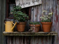1-3-1963045-The-Potting-Shed