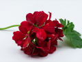 3-4-1952319-Rd-is-the-colour