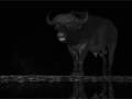 2-8-2702731-A-mono-Buffalo