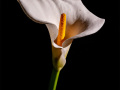 3-2-2716915-Lily
