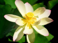 3-4-2360538-Yellow-and-White-Water-Lilly