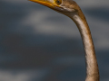 5-7-2359289-Looong-Neck