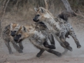 1-3 star-0982914-The Chase