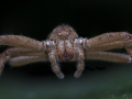 Andrea Sander