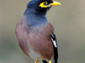 John Picridas