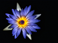2-5-1985462-Colourful-Water-Lilly