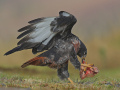 5-7-2194073-Jackal-Buzzard-take-away