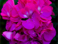 2-4-2084693-In-the-pink-