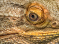 2-4-2749164-Eye-of-The-Dragon-